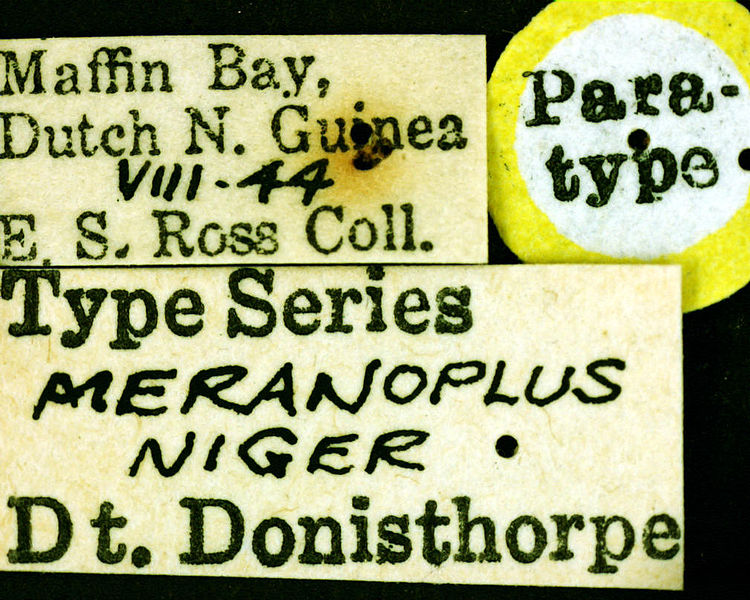 File:Meranoplus niger castype06968-02 label 1.jpg