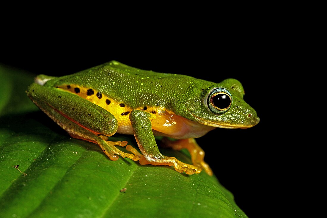 File:Mercurana myristicapaulstris.jpg