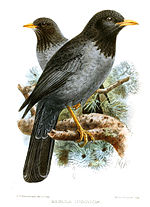 Miniatura para Turdus ludoviciae