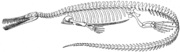 Mesosaurus skeleton, MacGregor, 1908 Mesosaurus.png