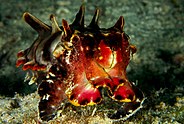 Flamboyant cuttlefish colours warn of toxicity Metasepia pfefferi 1.jpg