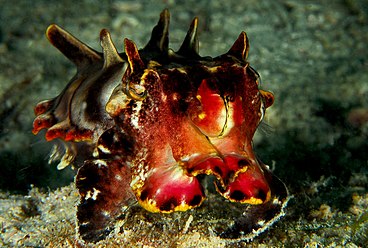 Flamboyant cuttlefish colours warn of toxicity