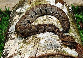 <i>Metlapilcoatlus olmec</i> Species of snake