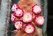 Micranthocereus purpureus (Gurke) F.Ritter flowering.jpg