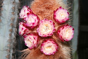 Micranthocereus purpureus (Gürke) F.Ritter flowering.jpg