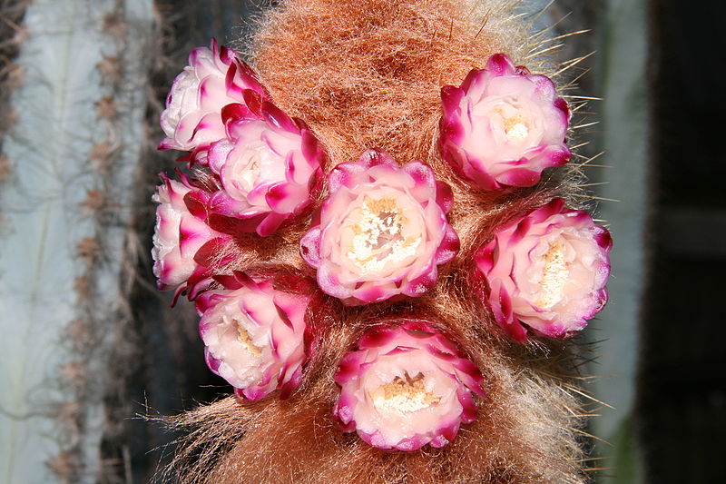 File:Micranthocereus purpureus (Gürke) F.Ritter flowering.jpg