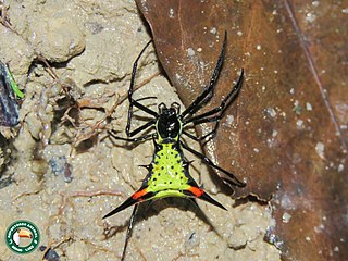 <i>Micrathena schreibersi</i> Species of spider