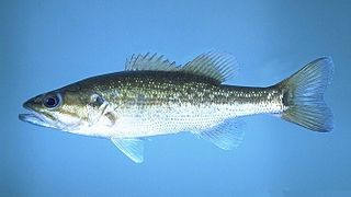 Spotted bass Species of fish