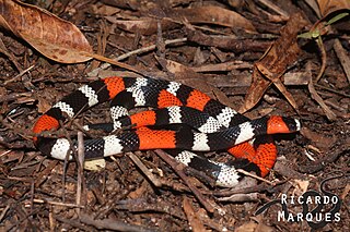 <i>Micrurus ibiboboca</i> Species of snake