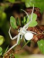 * Nomination Female Flower Crab Spider by User:Morray. --Quartl 11:06, 3 August 2011 (UTC) * Promotion QI for me--Lmbuga 08:43, 9 August 2011 (UTC)
