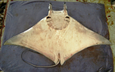 Mobula kuhlii02.png