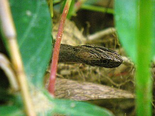 <i>Psammodynastes</i> Genus of snakes