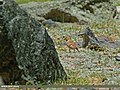 Thumbnail for File:Mongolian Finch (Bucanetes mongolicus) (31752312790).jpg