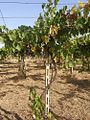 02 Vignoble en hautain à Montepulciano d'Abruzzo Italie