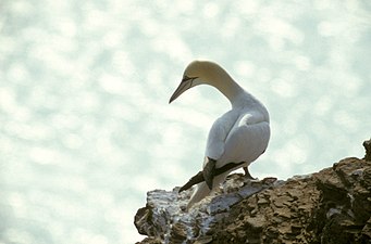 En Helgoland, Alamagn