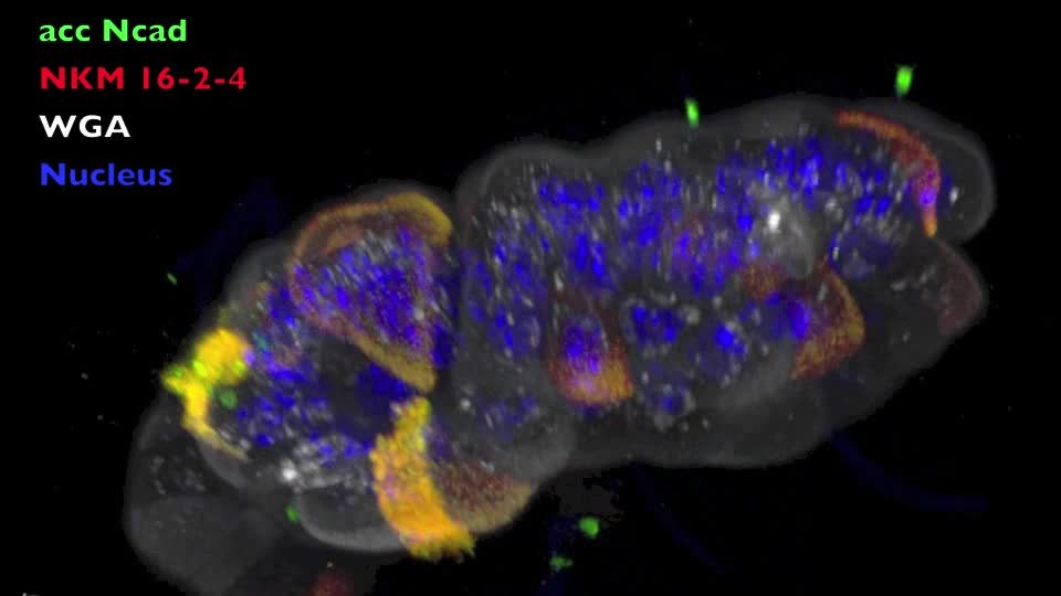 Popular internalin File Murinization Of Internalin Extends Its Receptor Repertoire Altering Listeria Monocytogenes Cell Ppat 1003381 S009 Ogv Wikimedia Commons