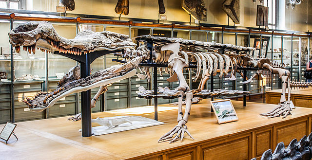 Image: Museum of Natural History Sarcosuchus