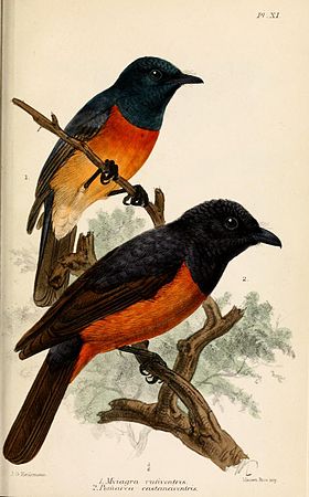 Ilustração de Keulemans, 1879