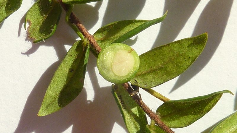 File:Myrciaria ferruginea O.Berg - Flickr - Alex Popovkin, Bahia, Brazil (2).jpg