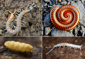 Myriapod collage.png