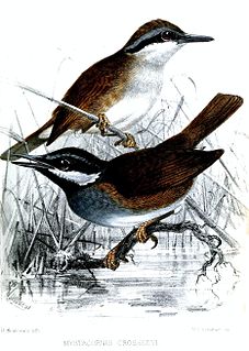 <span class="mw-page-title-main">Crossley's vanga</span> Species of bird