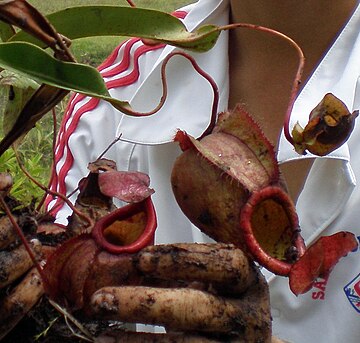 Nepenthes thorelii