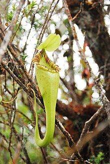 The hook-shaped basal appendage of N. ovata (as seen in this upper pitcher) distinguishes it from its closest relatives N. ovata3.jpeg