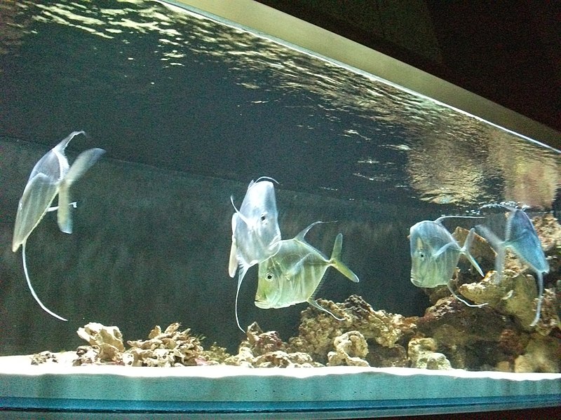 File:Nancy aquarium 025.JPG