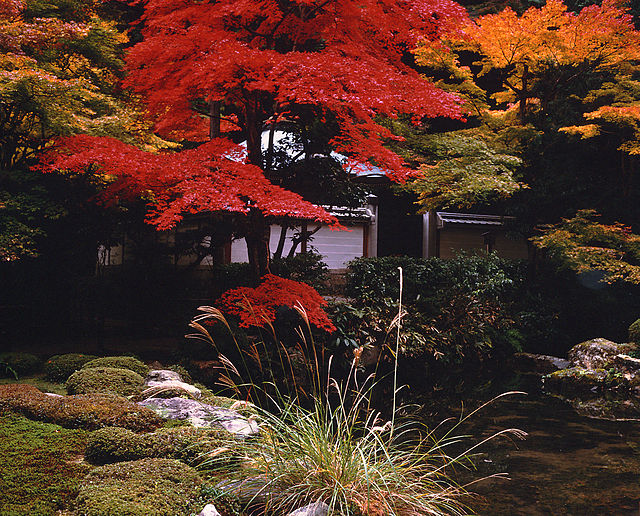 Momiji Nhật Bản