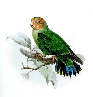 <span class="mw-page-title-main">Buff-faced pygmy parrot</span> Species of bird