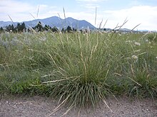 Nassella viridula or stipa viridula.jpg