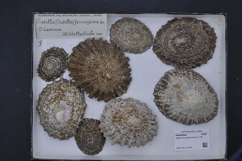 File:Naturalis Biodiversity Center - RMNH.MOL.137201 - Patella ferruginea Gmelin, 1791 - Patellidae - Mollusc shell.jpeg