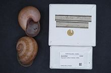 Naturalis bioxilma-xillik markazi - RMNH.MOL.274209 1 - Oligospira waltoni (Reeve, 1842) - Acavidae - Mollusc shell.jpeg