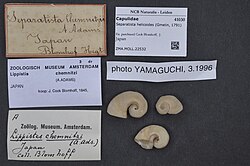 Naturalis Biodiversity Center - ZMA.MOLL.22532 - Separatista helicoides (Gmelin, 1791) - Capulidae - Mollusc shell.jpeg