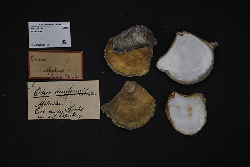 File:Naturalis Biodiversity Center - ZMA.MOLL.415114 - Ostrea spec. - Ostreidae - Mollusc shell.jpeg