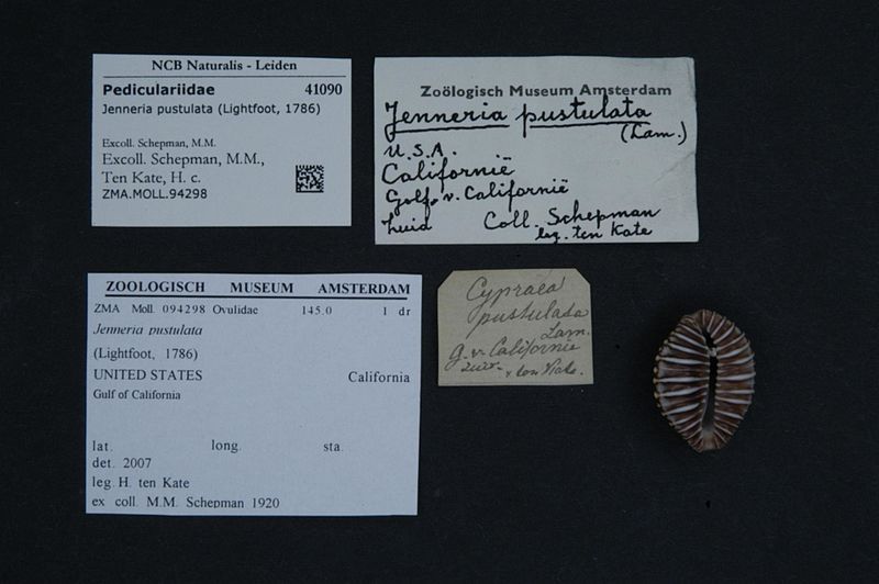 File:Naturalis Biodiversity Center - ZMA.MOLL.94298 - Jenneria pustulata (Lightfoot, 1786) - Pediculariidae - Mollusc shell.jpeg