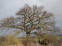 1 oak