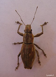 Description de l'image Naupactus xanthographus.jpg.