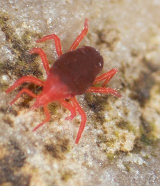 <i>Neomolgus littoralis</i> Species of mite