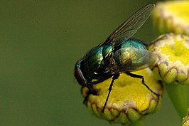 Neomyia cornicina