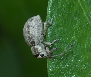 <i>Neoptochus</i> Genus of beetles