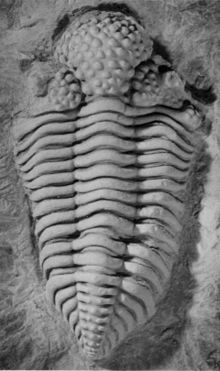 Neotype fossil (BU55) of the encrinurine trilobite Balizoma variolaris.jpg