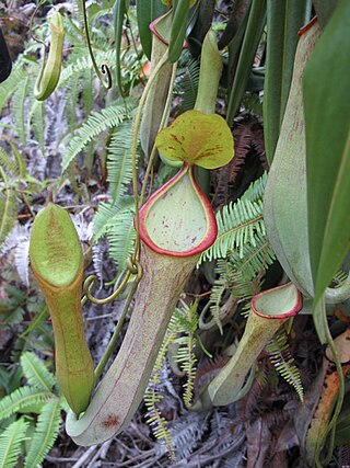 <i>Nepenthes macrovulgaris</i> Tropical pitcher plant endemic to Borneo