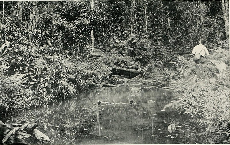 File:Nests and eggs of Australian birds, including the geographical distribution of the species and popular observations thereon (1901) (14563523289).jpg