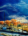 Nevada Cottonwood - panoramio.jpg