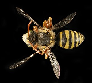 <i>Nomada superba</i> Species of bee