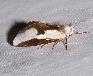 <i>Norape tener</i> Species of moth