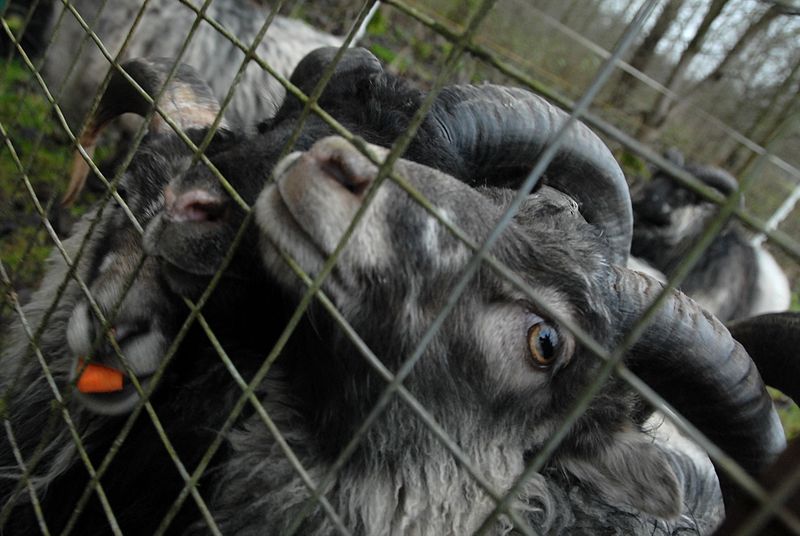 File:North Ronaldsay sheep behind fence.jpg