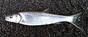 Północnej pikeminnow.jpg