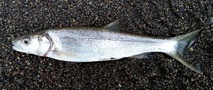 Northern pikeminnow.jpg